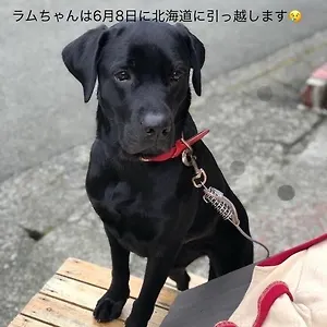 토이 게스트하우스